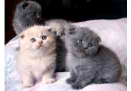 Scottish fold kittens Бад-Айблінг