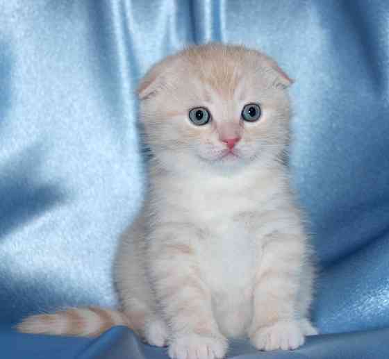 Scottish fold kitens Hamburg