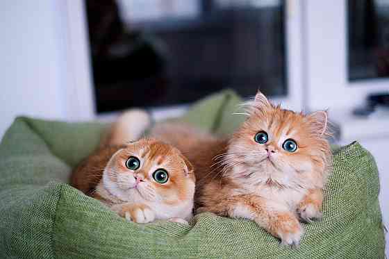 Scottish fold kittens Шверин