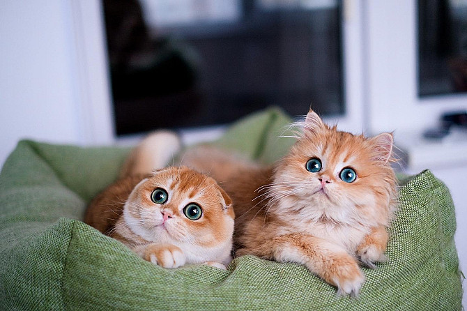 Scottish fold kittens Schwerin - photo 1