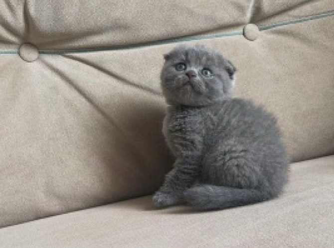 Scottish fold kittens Потсдам - изображение 1