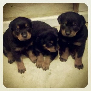 Reinrassige deutsche Rottweilerwelpen, 1 Rüde, 4 Hündinnen Hamburg - photo 1