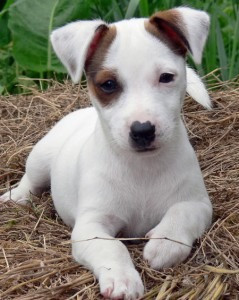 Jack-Russell-Welpen verfügbar Dresden - photo 1