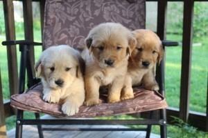 Zwei wunderschöne, hochwertige AKC Golden Retriever Welpen Erfurt - photo 1