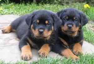 12 Wochen alte Rottweiler-Welpen Munich