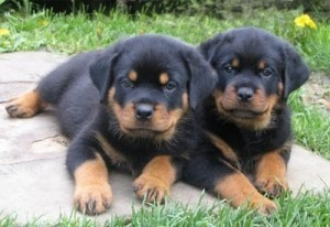 12 Wochen alte Rottweiler-Welpen München - изображение 1