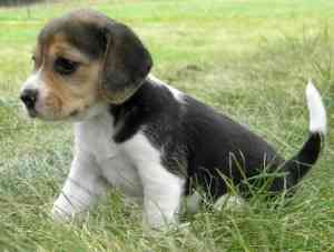 Purebred Beagle Breeder Top Bloodlines. Mainz