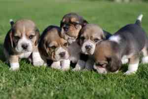 AKC Champion Beagle Welpen zum Verkauf Dresden