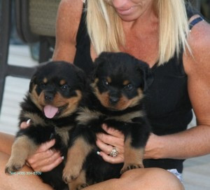 Schöne Rottweilers Welpen Штутгарт - изображение 1