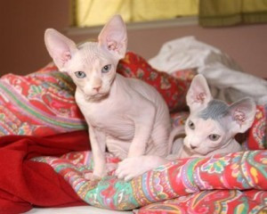 Tica registrierte Sphynx -Kätzchen zur Adoption Ich Berlin - photo 1