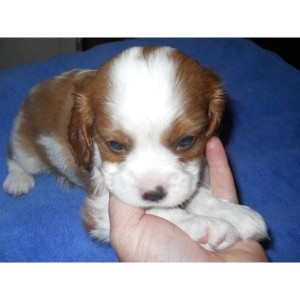 Kavalierkönig Charles Spaniel zur Adoption Саарбрюккен - изображение 1