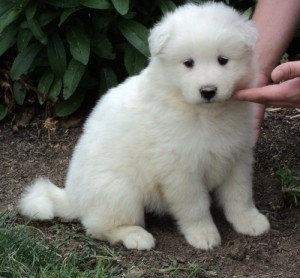 AKC weibliche und männliche Samoyed Welpen zur Adoption Magdeburg - photo 1