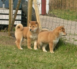 Gesunde männliche und weibliche Akita -Inu -Welpen zur Adoption. Hamburg - photo 1