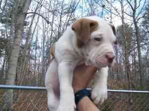 Reg Red Nase American Pit Bull Terrier Welpen Erfurt