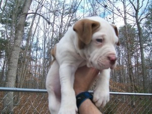 Reg Red Nase American Pit Bull Terrier Welpen Ерфурт - изображение 1