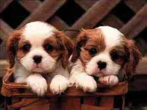 Cavalier King Charles Spaniel Welpen jetzt bereit! Bremen