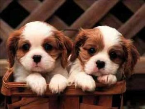 Cavalier King Charles Spaniel Welpen jetzt bereit! Бремен - изображение 1