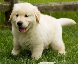 Registrierte Golden Retriever Welpen zur Adoption. Майнц - изображение 1