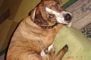 Boxer Greyhound Mix Duesseldorf