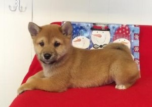 Entzückende registrierte Shiba Inu Welpen Hamburg - photo 1