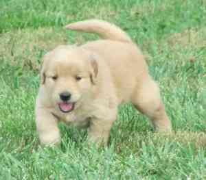 Atemberaubende leichte creme golden Retriever Welpen Мюнхен