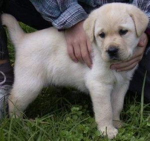 Männliche und weibliche Labrador Retrievers Welpen zur freien Adoption. Berlin - photo 1