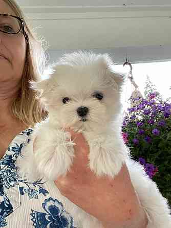 Affectionate Maltese puppy for adoption or purchase Шверін