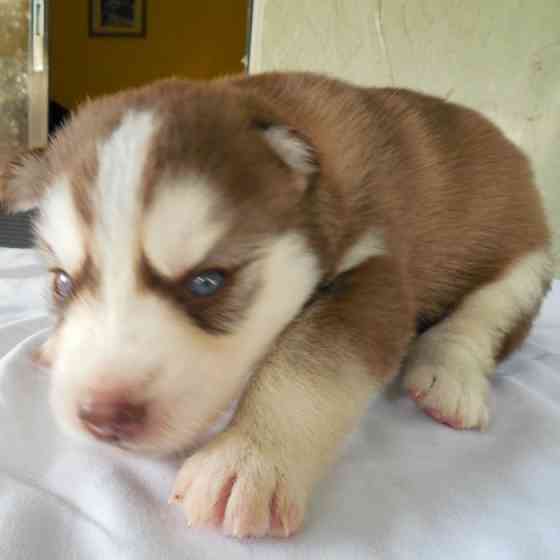 Wunderschöner roter Husky-Welpe mit blauen Augen Stuttgart