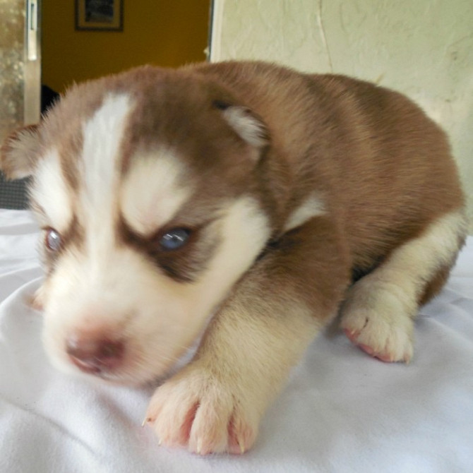 Wunderschöner roter Husky-Welpe mit blauen Augen Штутгарт - изображение 1