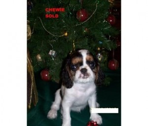 AKC Wunderschöne English Toy Spaniel-Welpen.. Берлін - изображение 1