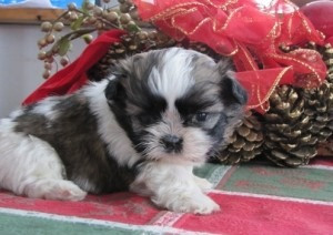 Shih Tzu-Welpen zu verkaufen Erfurt - photo 1