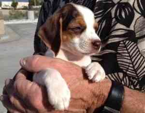 Hübsche Beagle-Welpen warten auf ein neues Zuhause. Saarbrücken