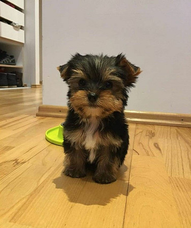 Liebevolles und süßes Baby Yorkie zur Adoption Schwerin - изображение 1