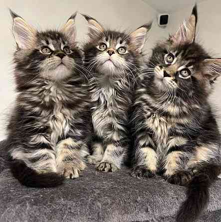 Maine Coon Kittens Ерфурт