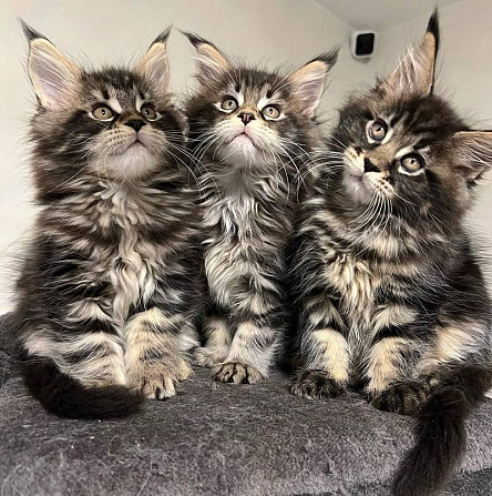 Maine Coon Kittens Erfurt - изображение 1