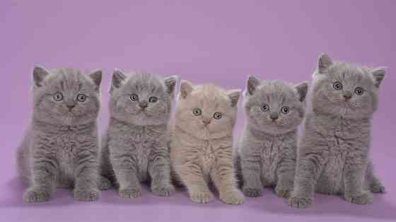 British Shorthair kittens Гарміш-Партенкірхен