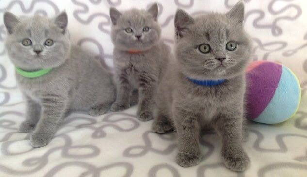 British Shorthair kittens Donauwoerth - photo 1