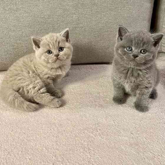 British Shorthair kittens Rastatt