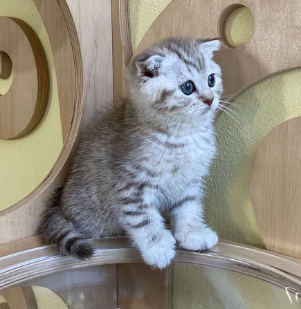 Scottish Fold München - изображение 1