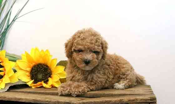 Teacup Maltipoo Штутгарт