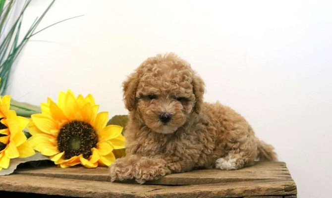 Teacup Maltipoo Stuttgart - photo 1