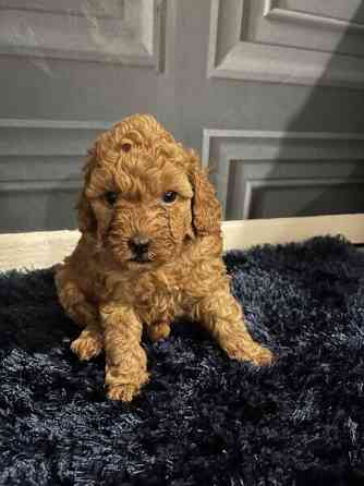 Teacup Cavoodle Stuttgart