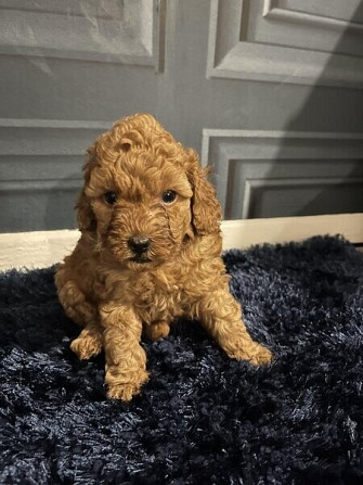 Teacup Cavoodle Stuttgart - изображение 1