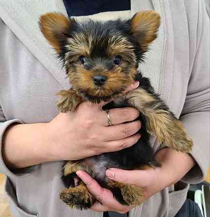 Yorkshire Terrier München