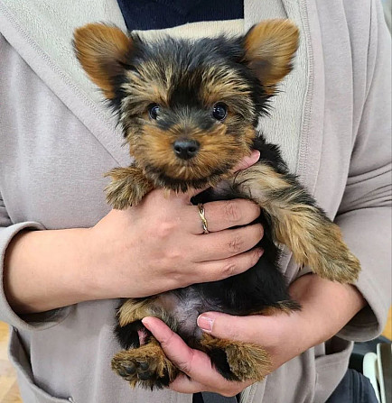 Yorkshire Terrier Munich - photo 1