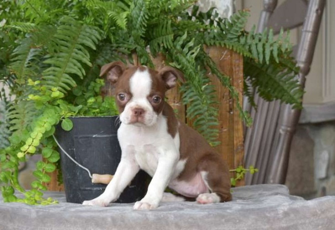 Boston Terrier Dresden - photo 1