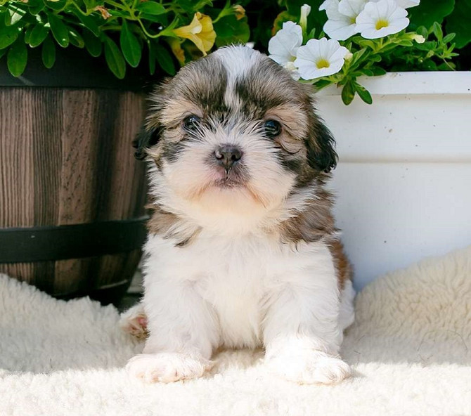 Shih Tzu Welpen Dresden - изображение 1