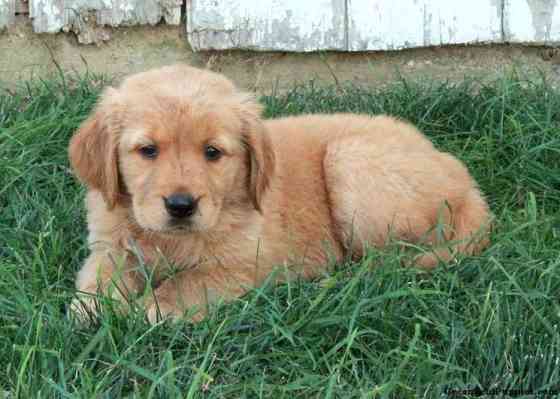 Golden Retriever Welpen Берлин