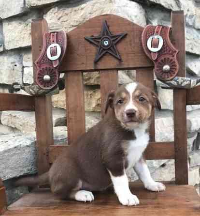 Border Collie Welpen Берлін