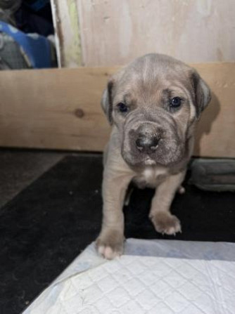 cane carso Dresden - photo 1